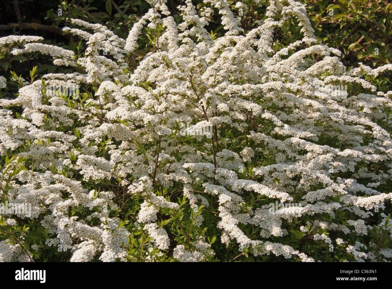 Спирея городчатая (Spiraea crenata)