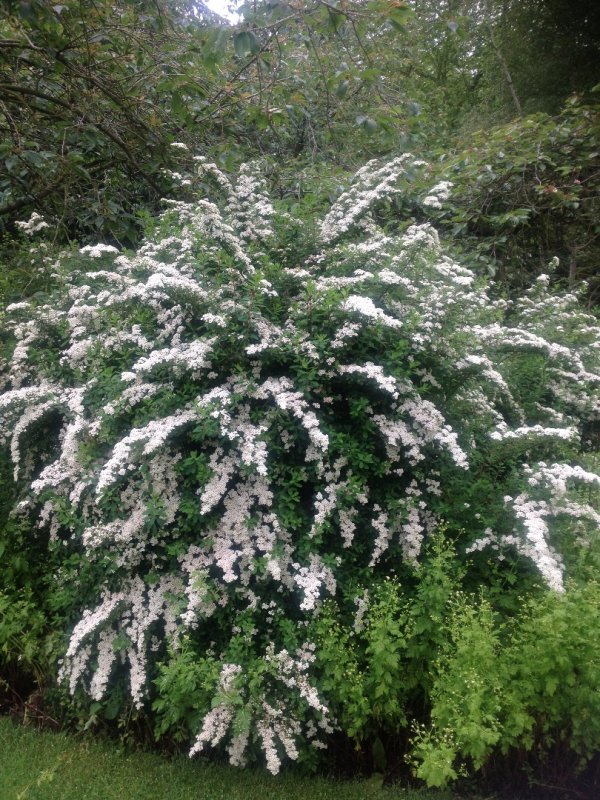 Spiraea arguta