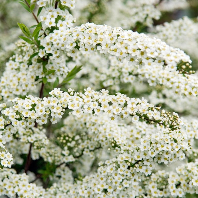 Спирея(Spiraea) arguta.