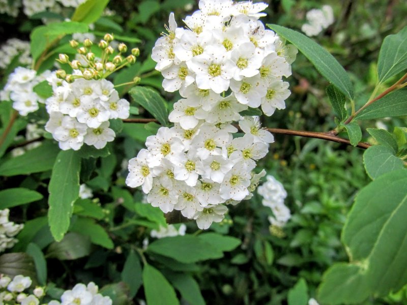 Спирея аргута Spiraea arguta