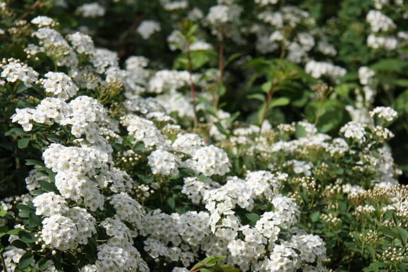 Спирея серая Graciosa