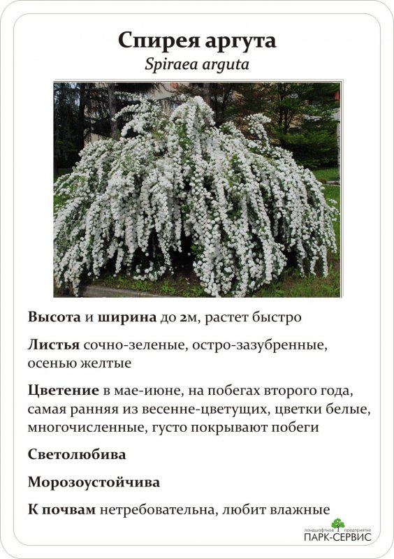 Спирея аргута arguta