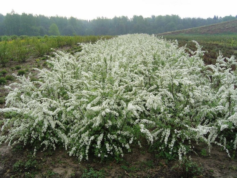 Спирея серая аргута