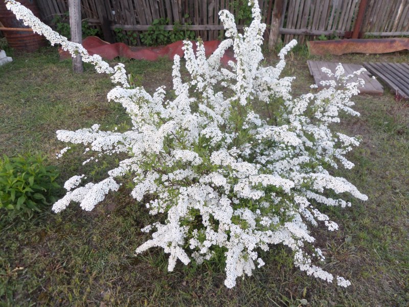 Спирея аргута Spiraea arguta
