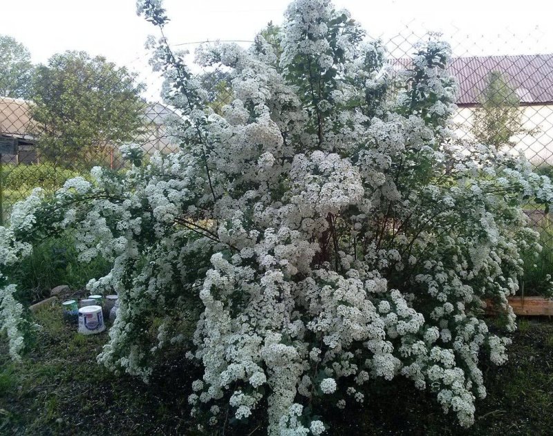 Спирея аргута острозазубренная Spiraea arguta