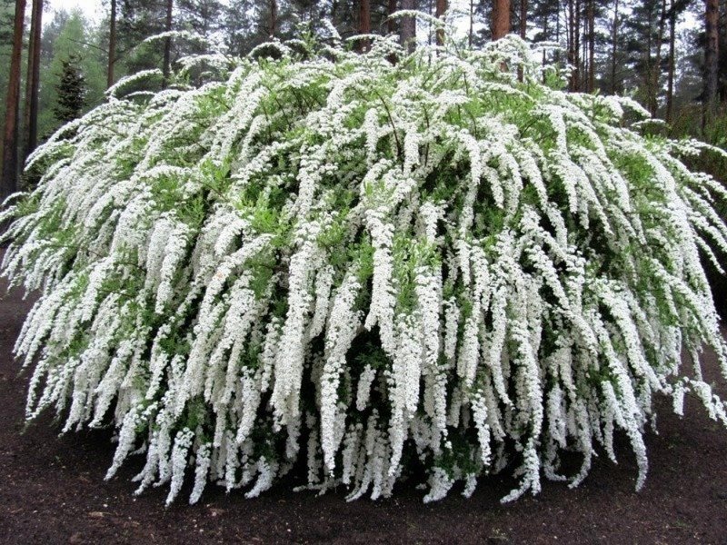 Спирея аргута Spiraea arguta