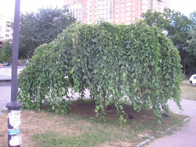 Шелковица плакучая Пендула