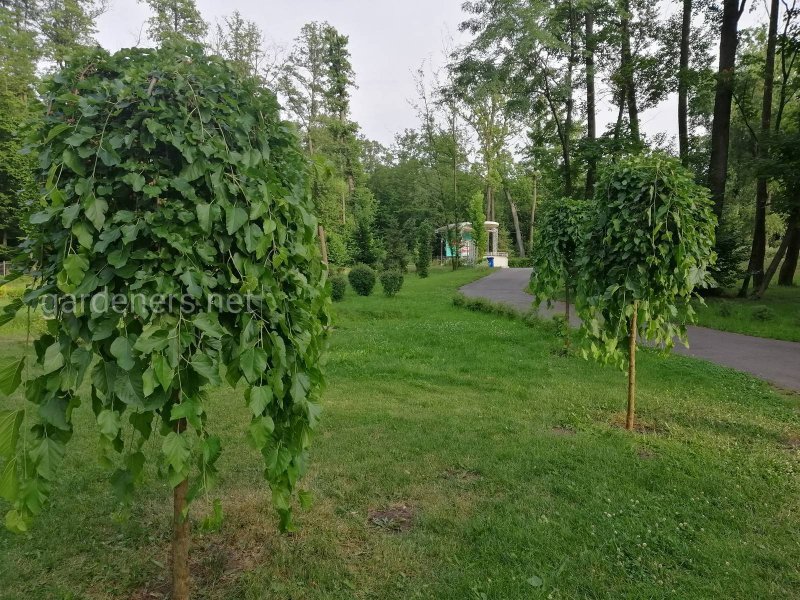 Плакучий тутовник шелковица
