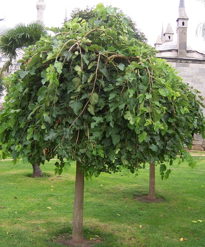 Ива Козья Kilmarnock (pendula)