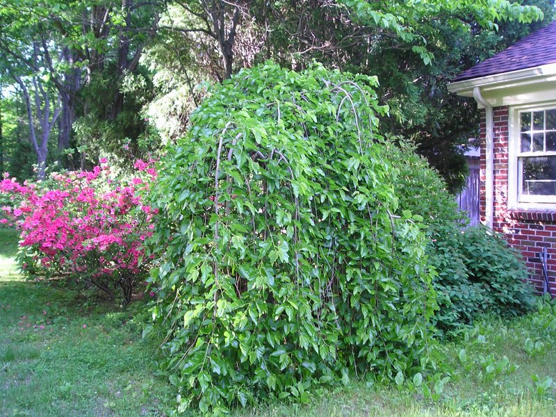 Morus Alba pendula
