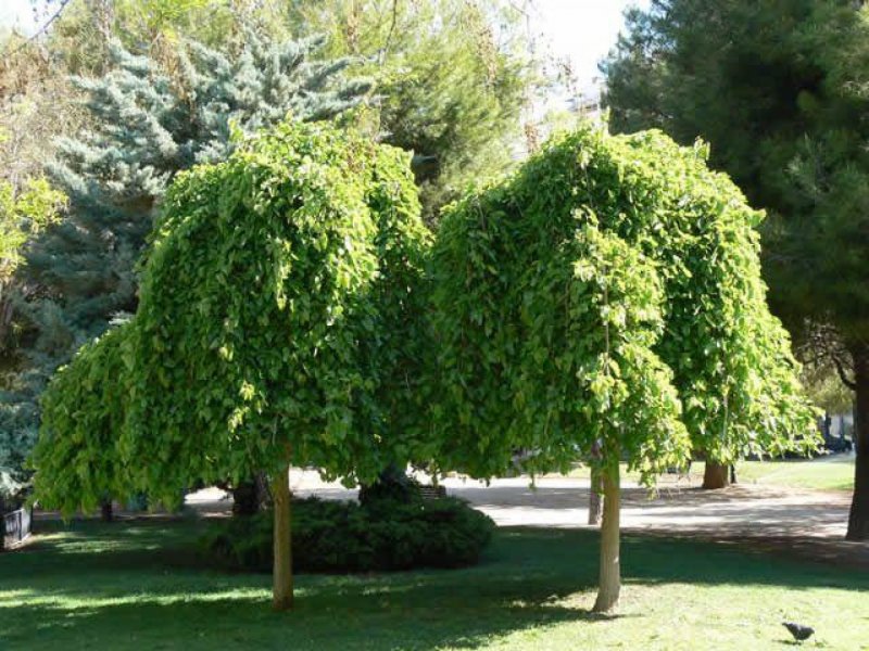 Шелковица плакучая Пендула