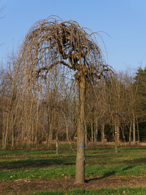 Carpinus betulus pendula