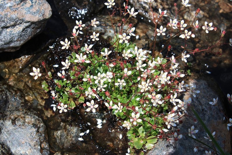 Камнеломка метельчатая Saxifraga