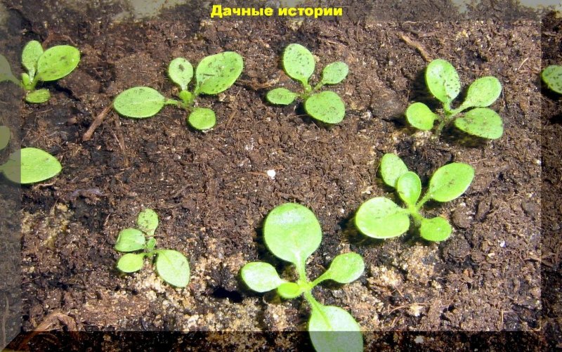 Линда тонкий Росток
