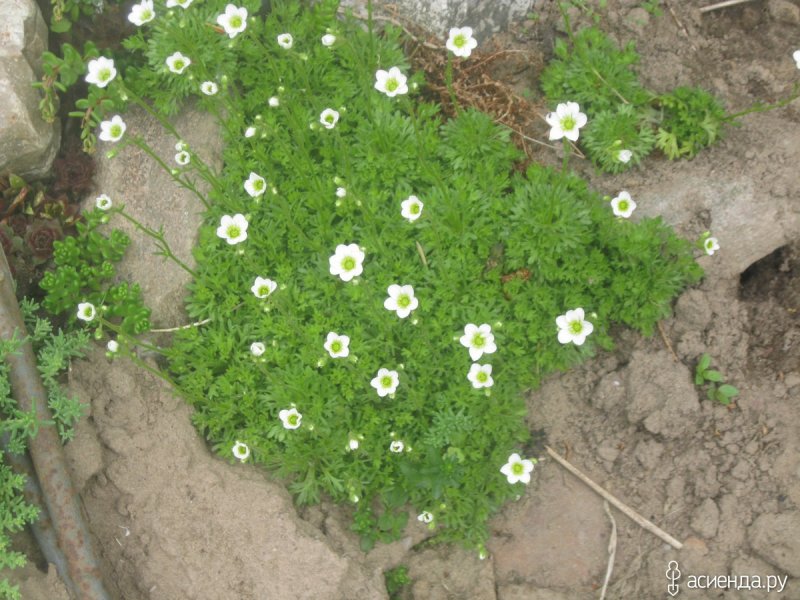 Камнеломка Saxifraga sarmentosa