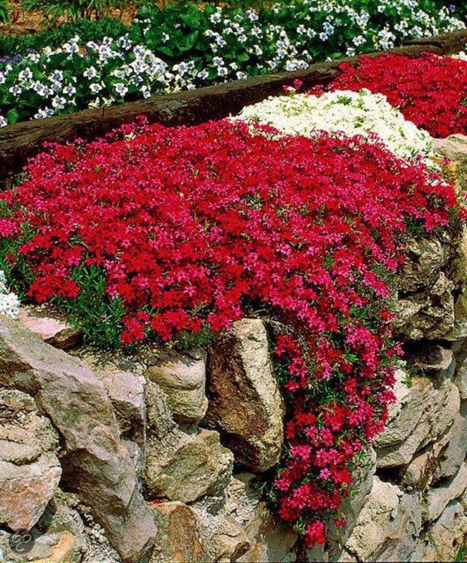 Saxifraga Windscreen
