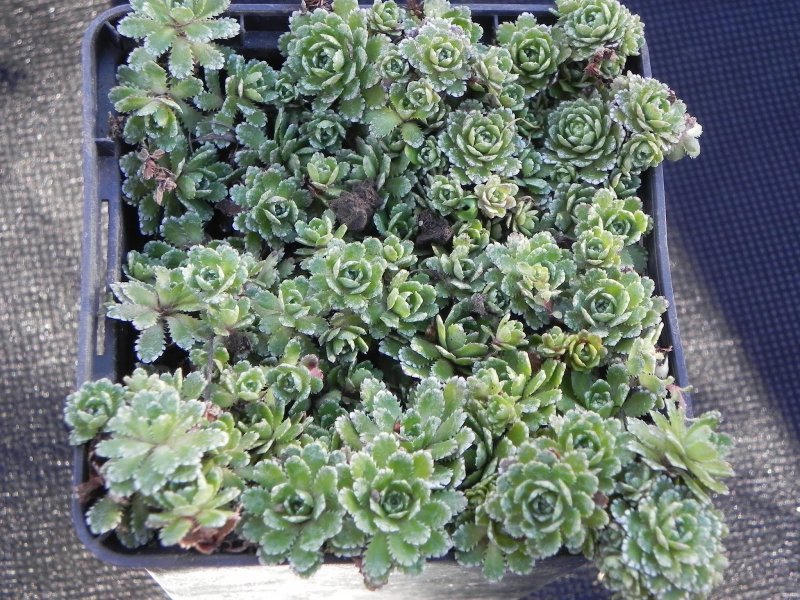 Saxifraga Harvey