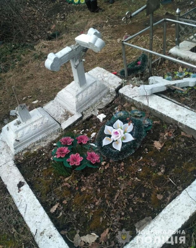 Камнеломка Моховая Арендса.