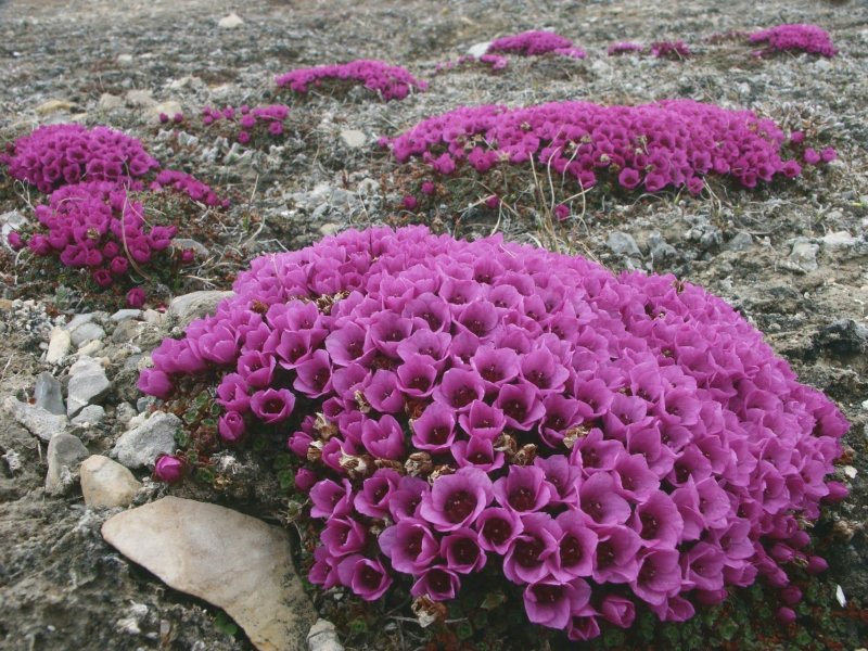 Saxifraga Dark