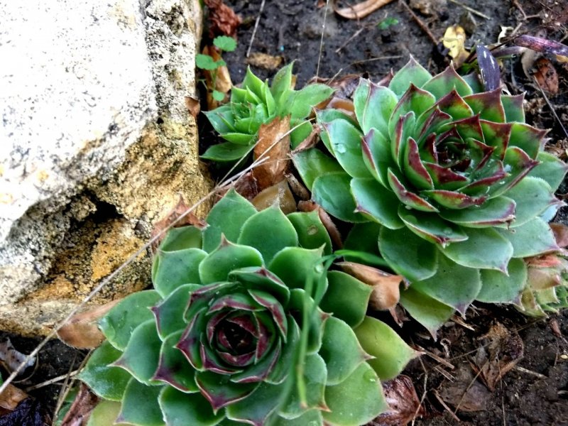 Молодило, «каменная роза» (Sempervivum)