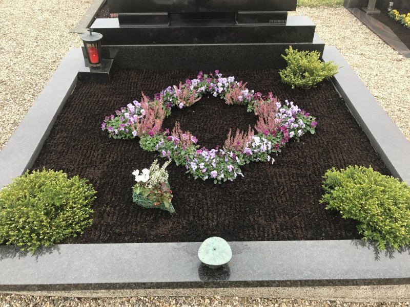 Saxifraga Sancta