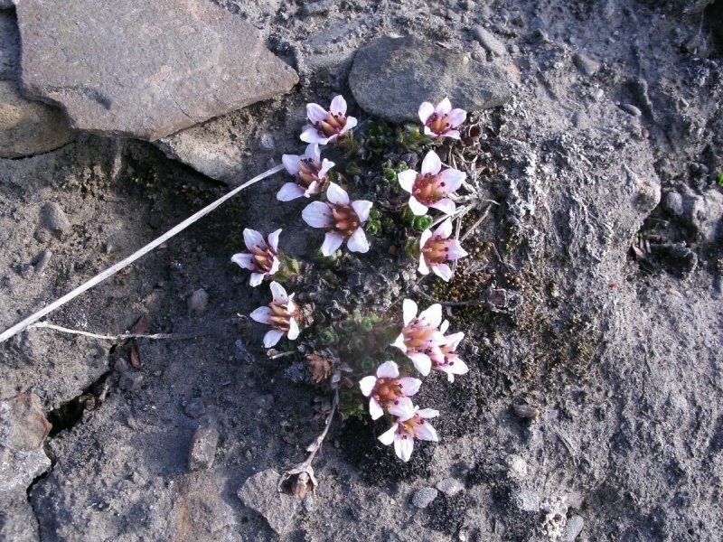 Saxifraga trifurcata