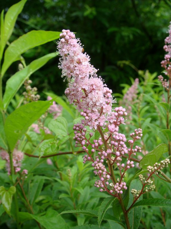 Спирея иволистная Spiraea salicifolia