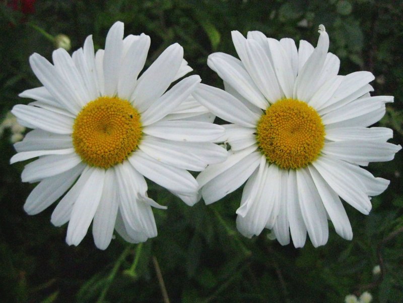 Нивяник Leucanthemum Luna