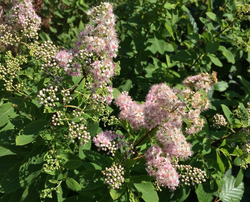 Спирея иволистная Spiraea salicifolia
