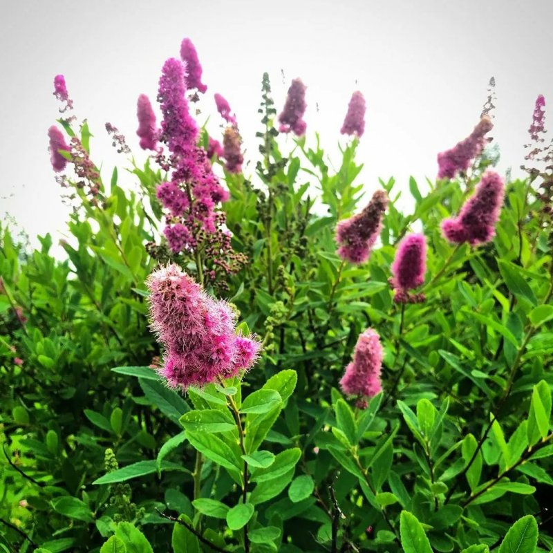 Спирея иволистная Spiraea salicifolia