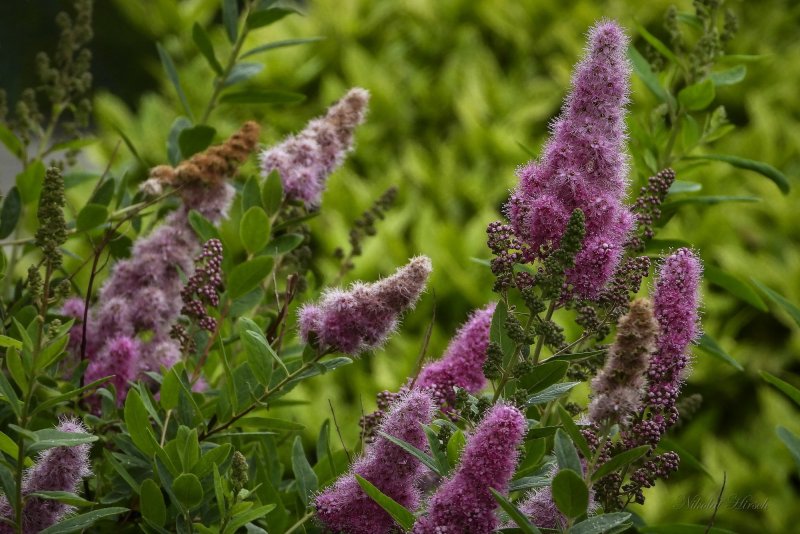 Спирея Билларда Spiraea billardii