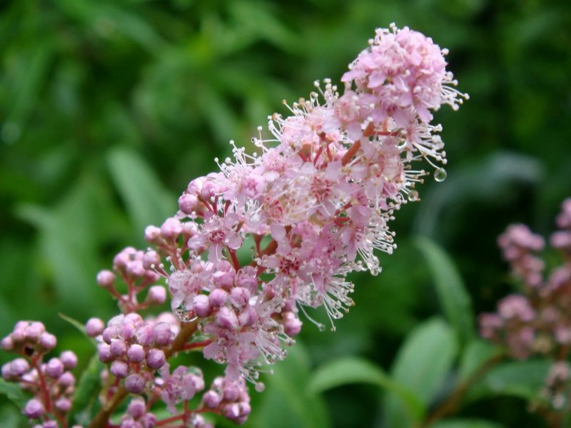 Спирея иволистная Spiraea salicifolia
