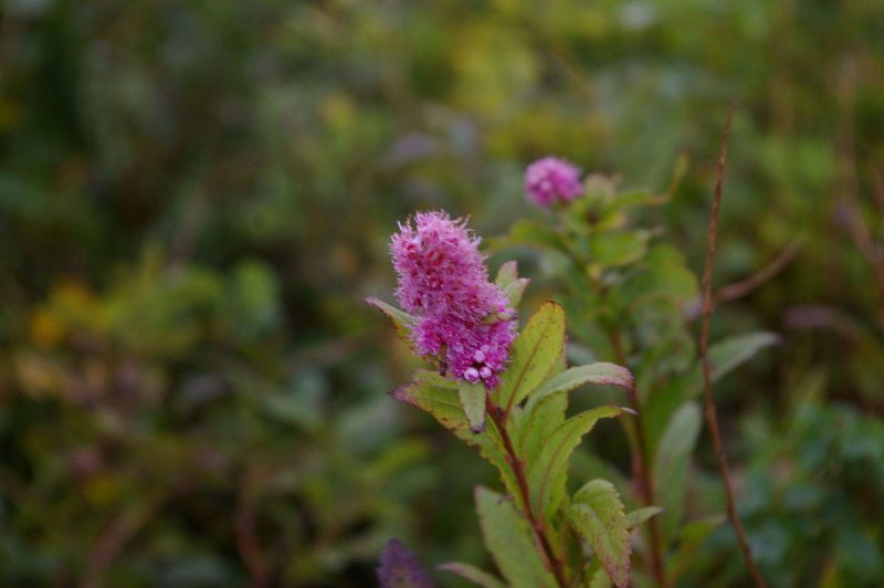 Спирея иволистная Spiraea salicifolia