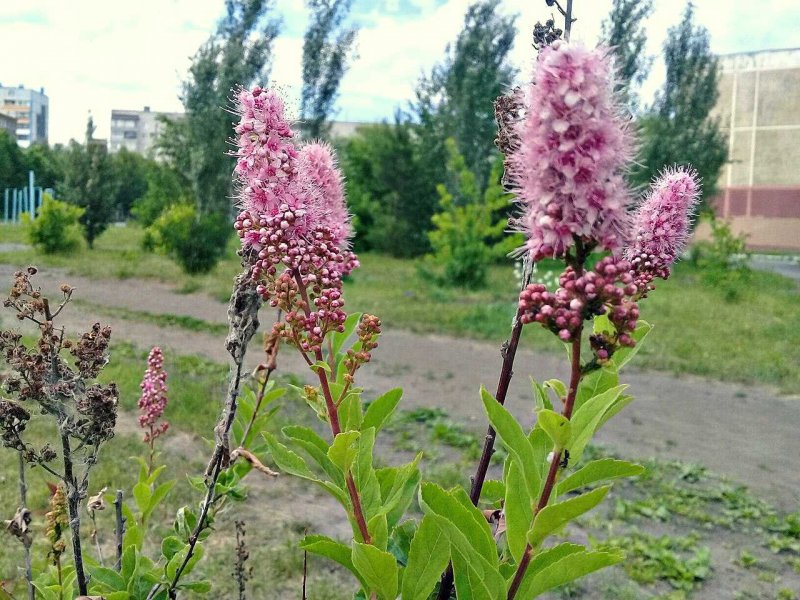 Спирея Дугласа Живая изгородь