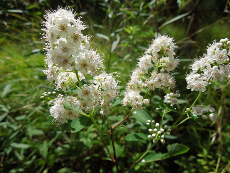Спирея Билларда Spiraea billardii
