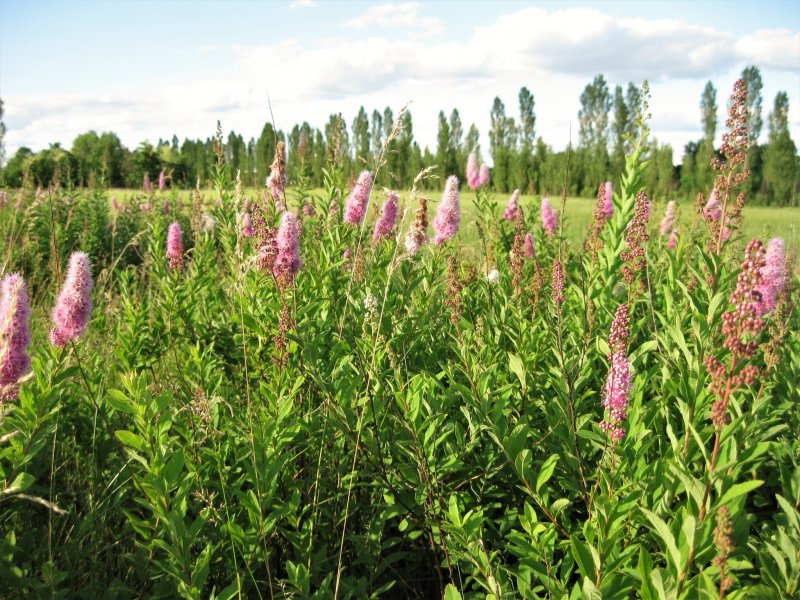 Спирея иволистная Spiraea salicifolia