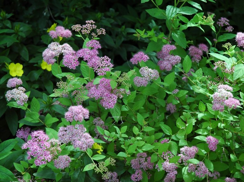 Спирея иволистная Spiraea salicifolia