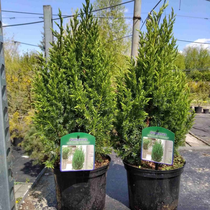 Juniperus chinensis (можжевельник китайский) 'Monarch'