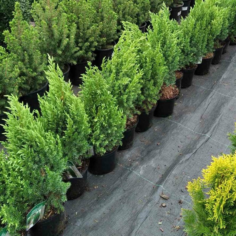 Можжевельник китайский stricta