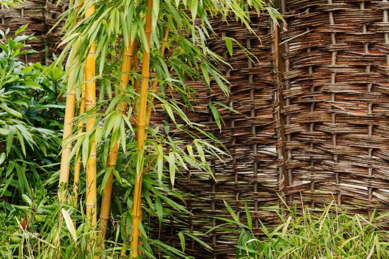 Phyllostachys heteroclada ‘Oliver‘