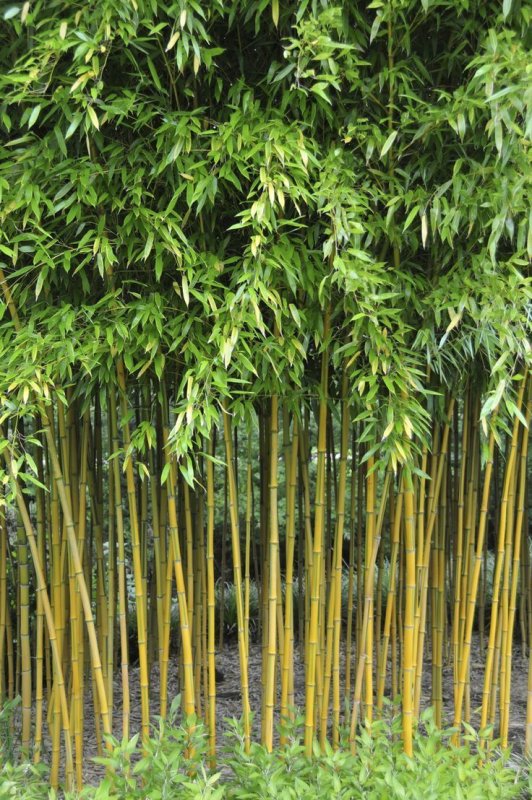 Бамбук Phyllostachys aureosulcata ‘spectabilis‘