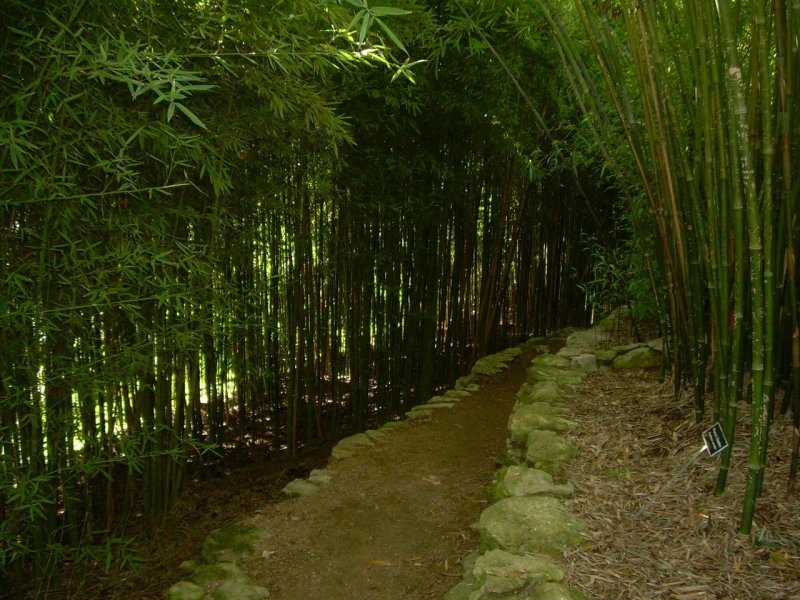 Bamboo Phyllostachys Aurea