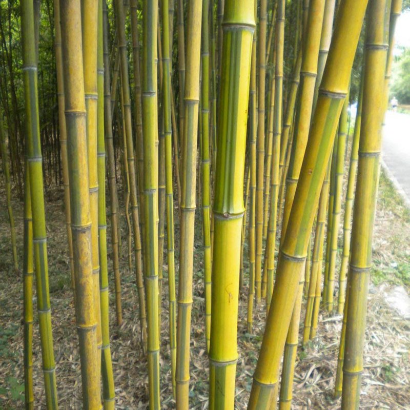 Бамбук Phyllostachys pubescens