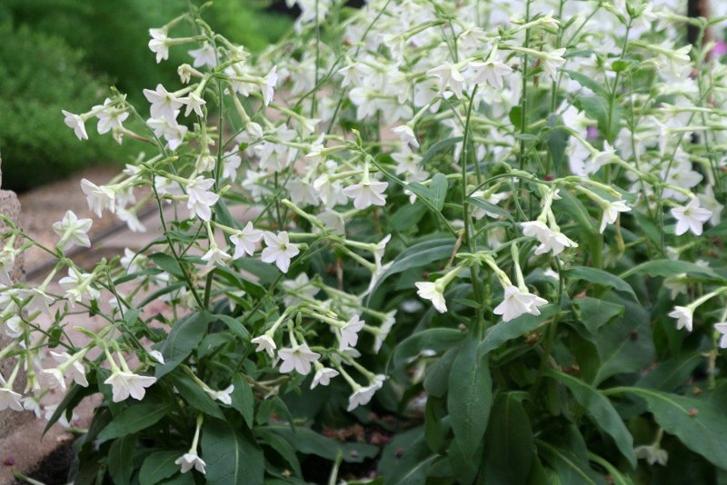 Табак крылатый (Nicotiana alata)