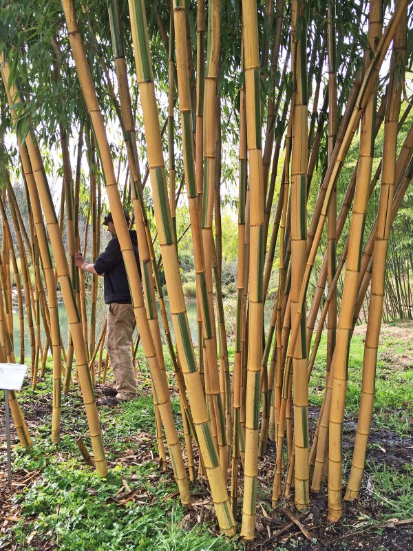 Phyllostachys heteroclada