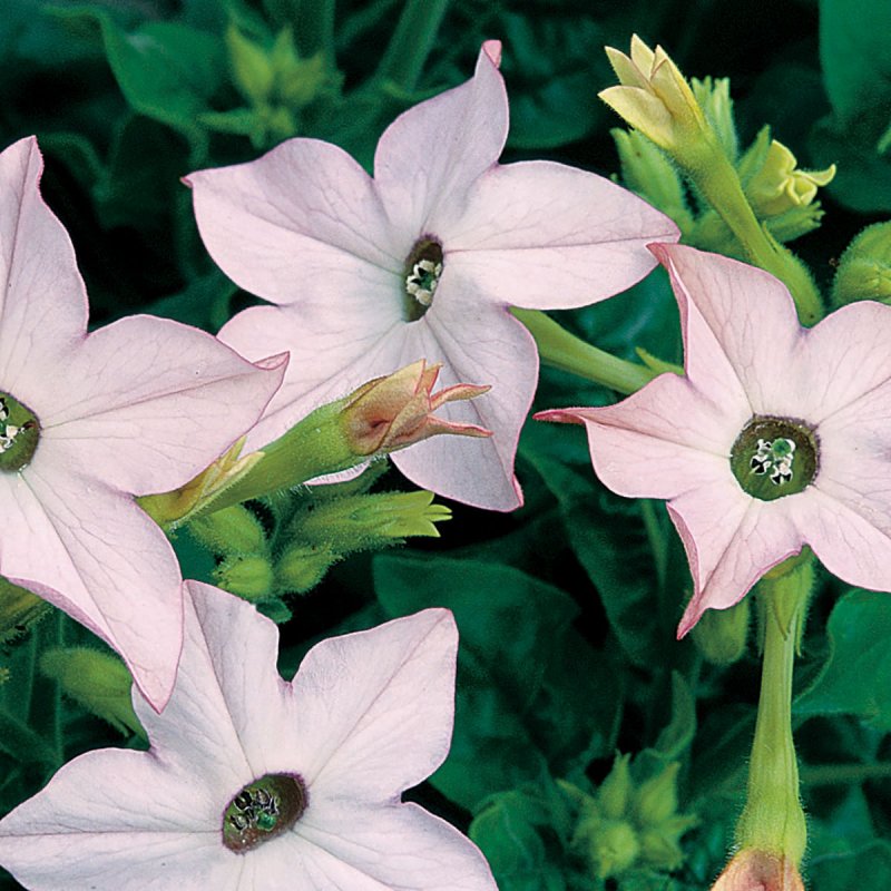 Табак крылатый (Nicotiana alata)