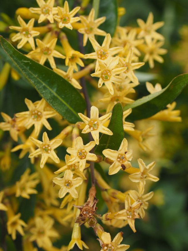 Nicotiana glauca цветы