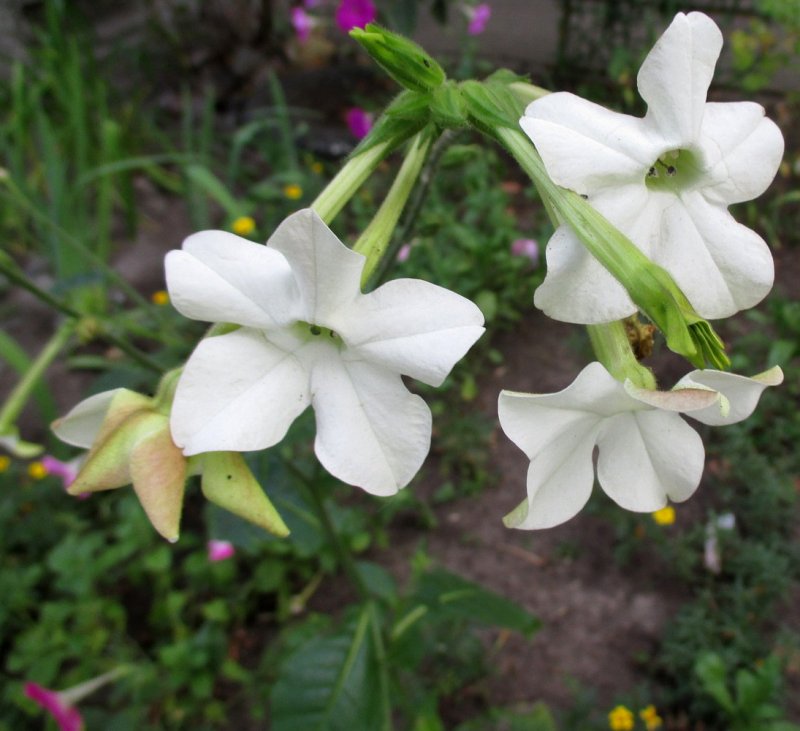 Табак душистый (Nicotiana alata)