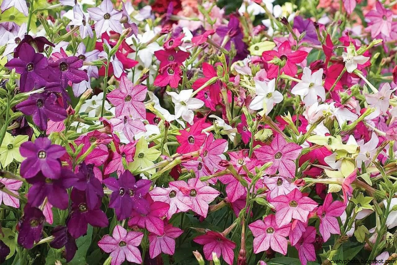 Табак душистый (Nicotiana alata)