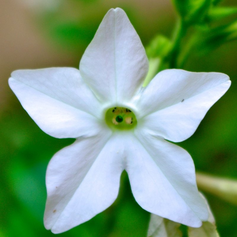 Табак душистый Nicotiana suaveolens